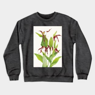 Cypripedium montanum - Botanical Illustration Crewneck Sweatshirt